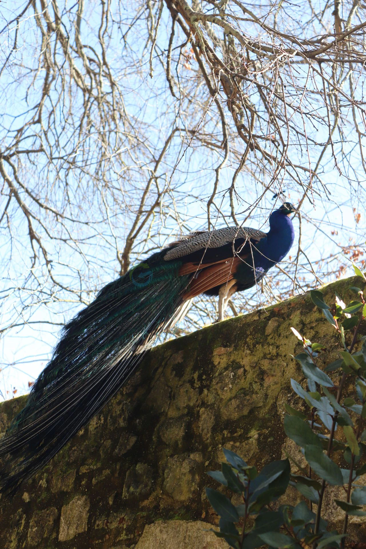 lisbon peacocks
