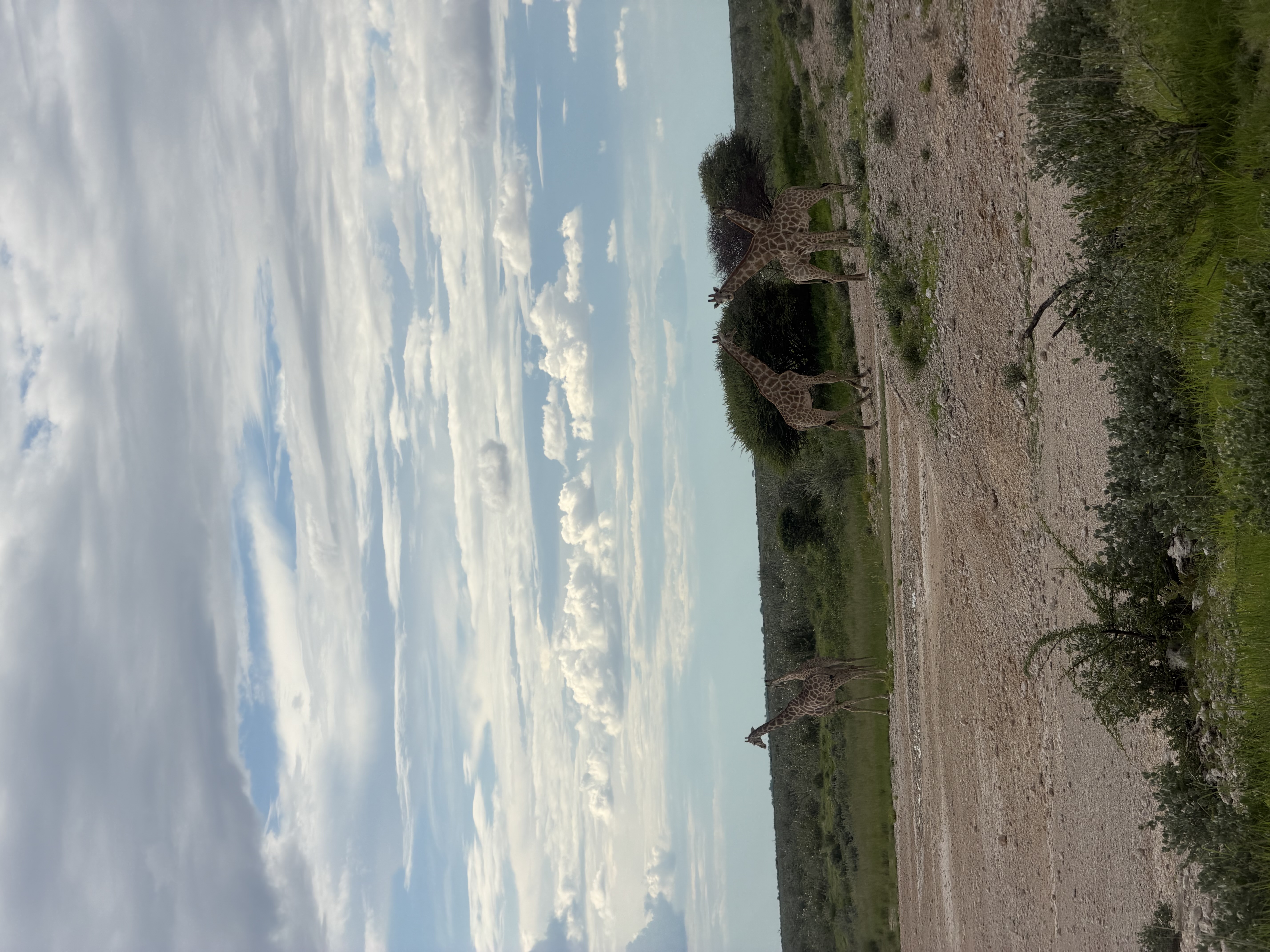 Namibia - Parcul Național Etosha - Safari la un preț accesibil