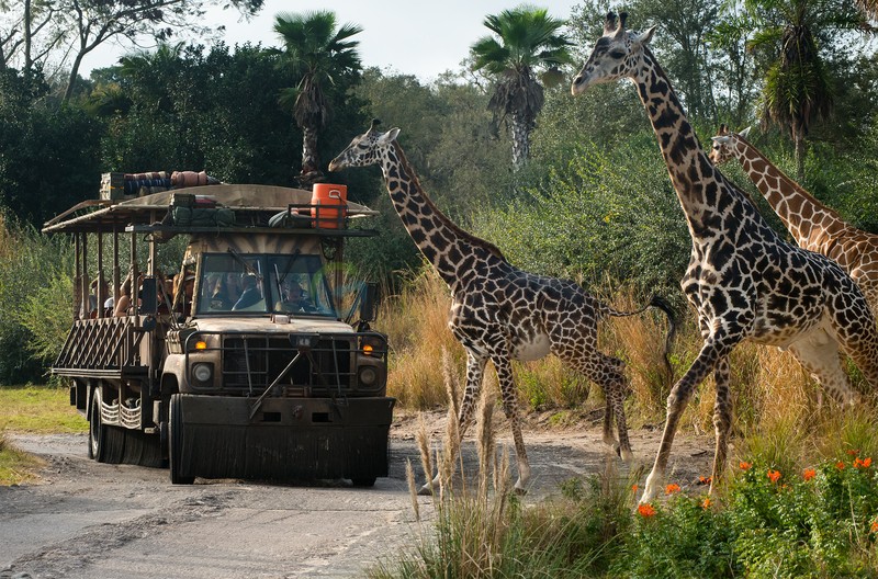 Safari