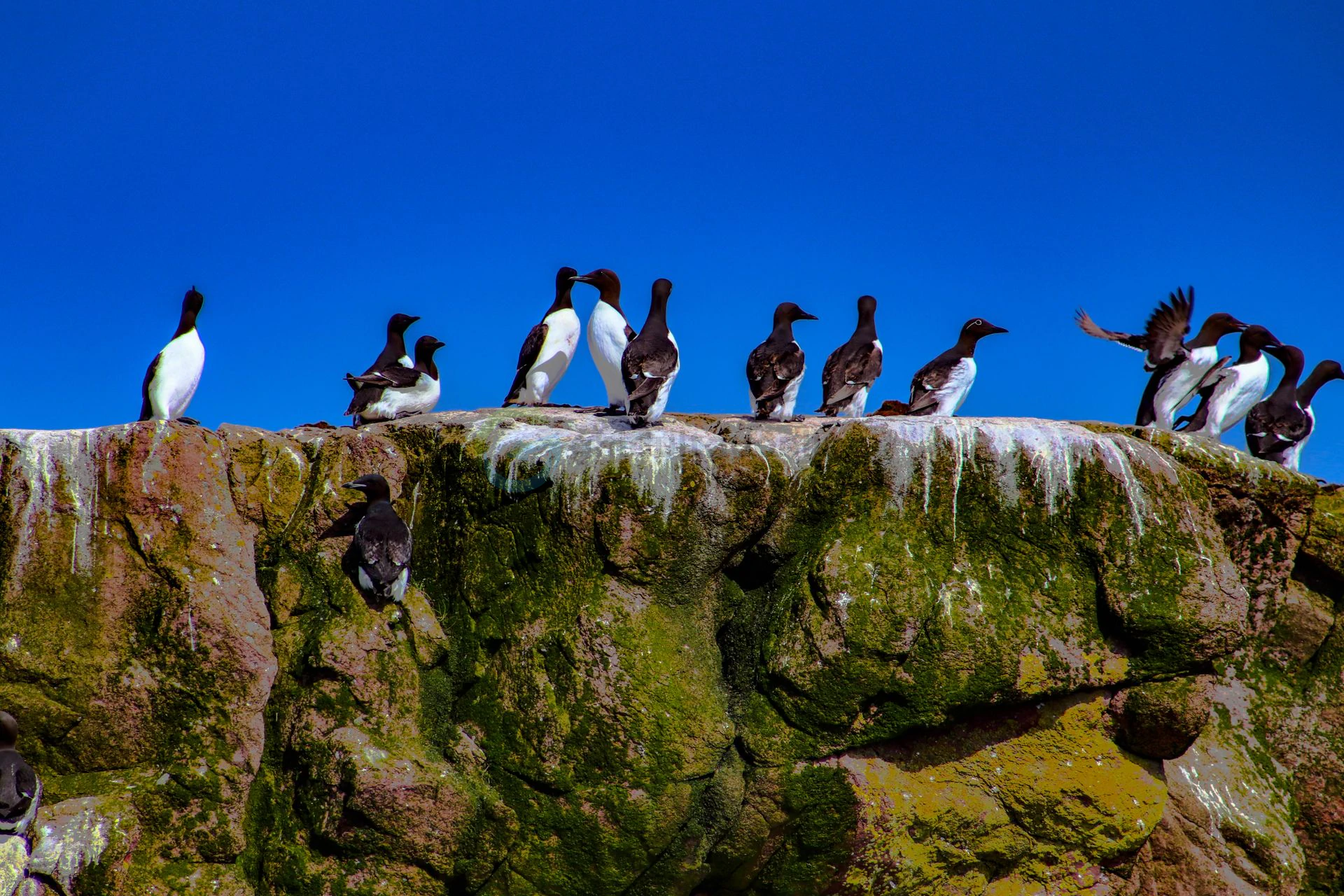 puffin birds st johns
