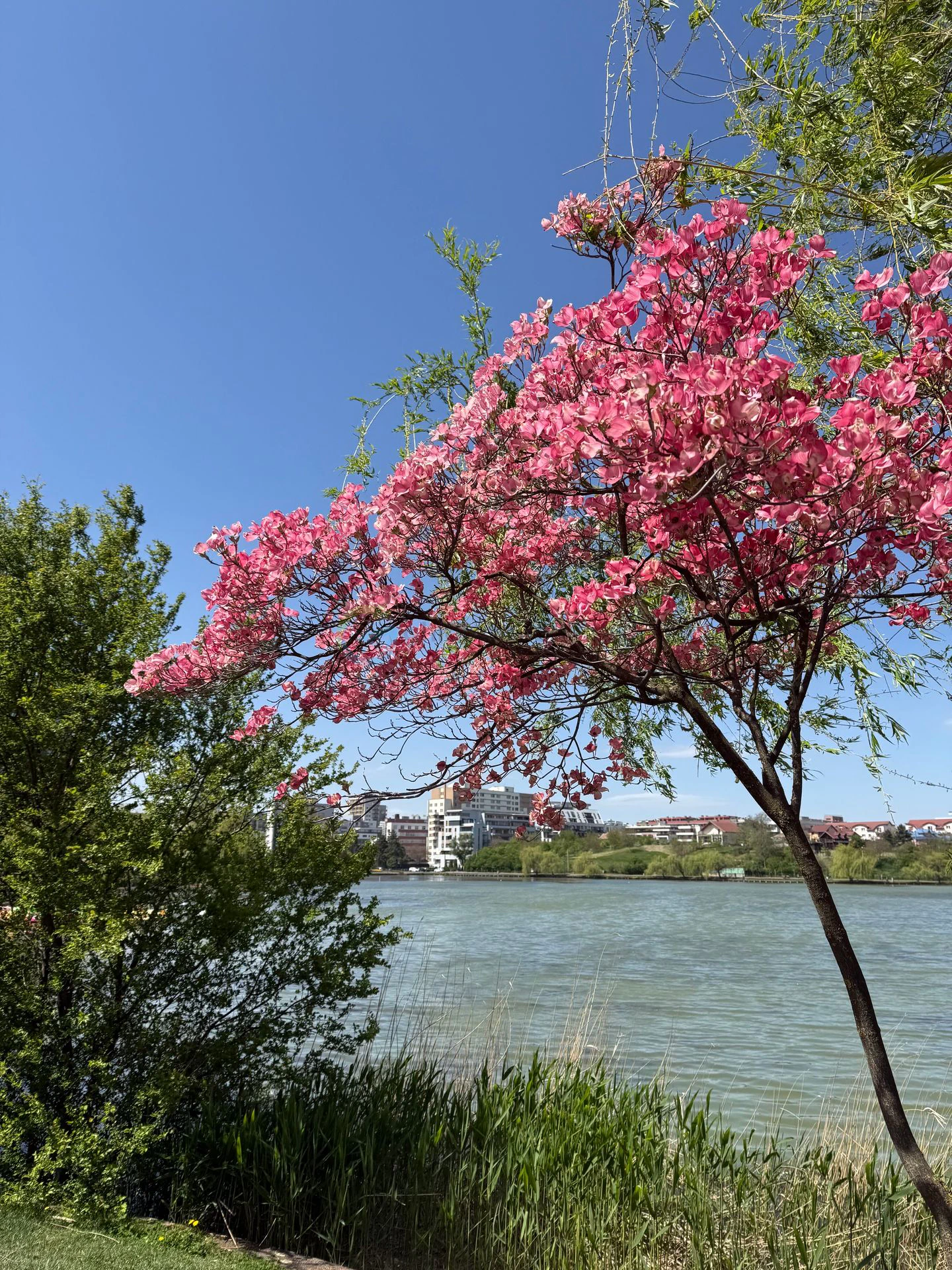 Iulius Park