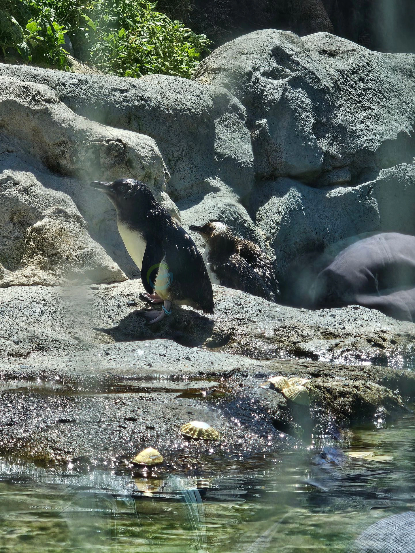 TARONGA