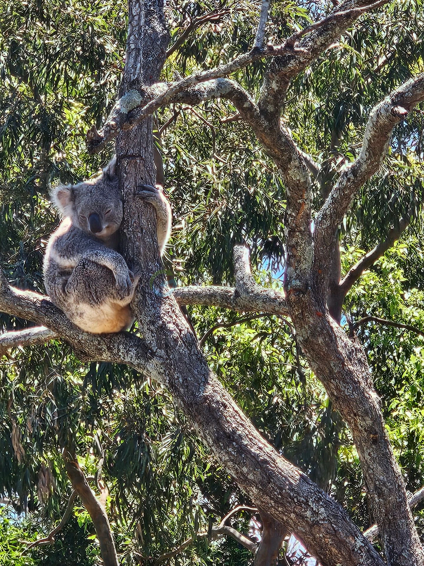 TARONGA