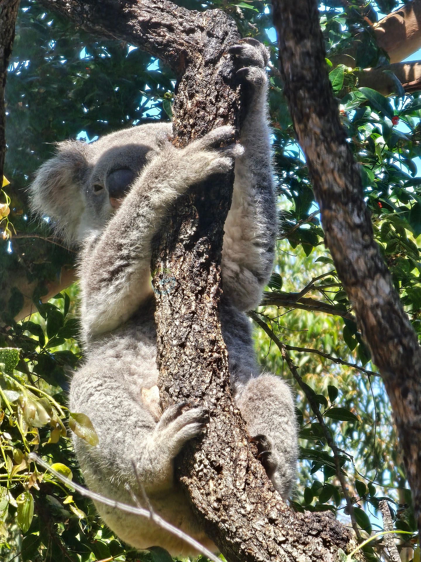 TARONGA
