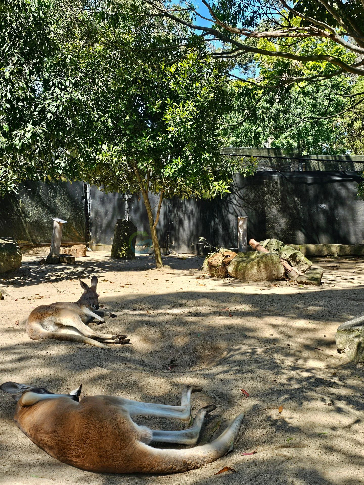 Taronga
