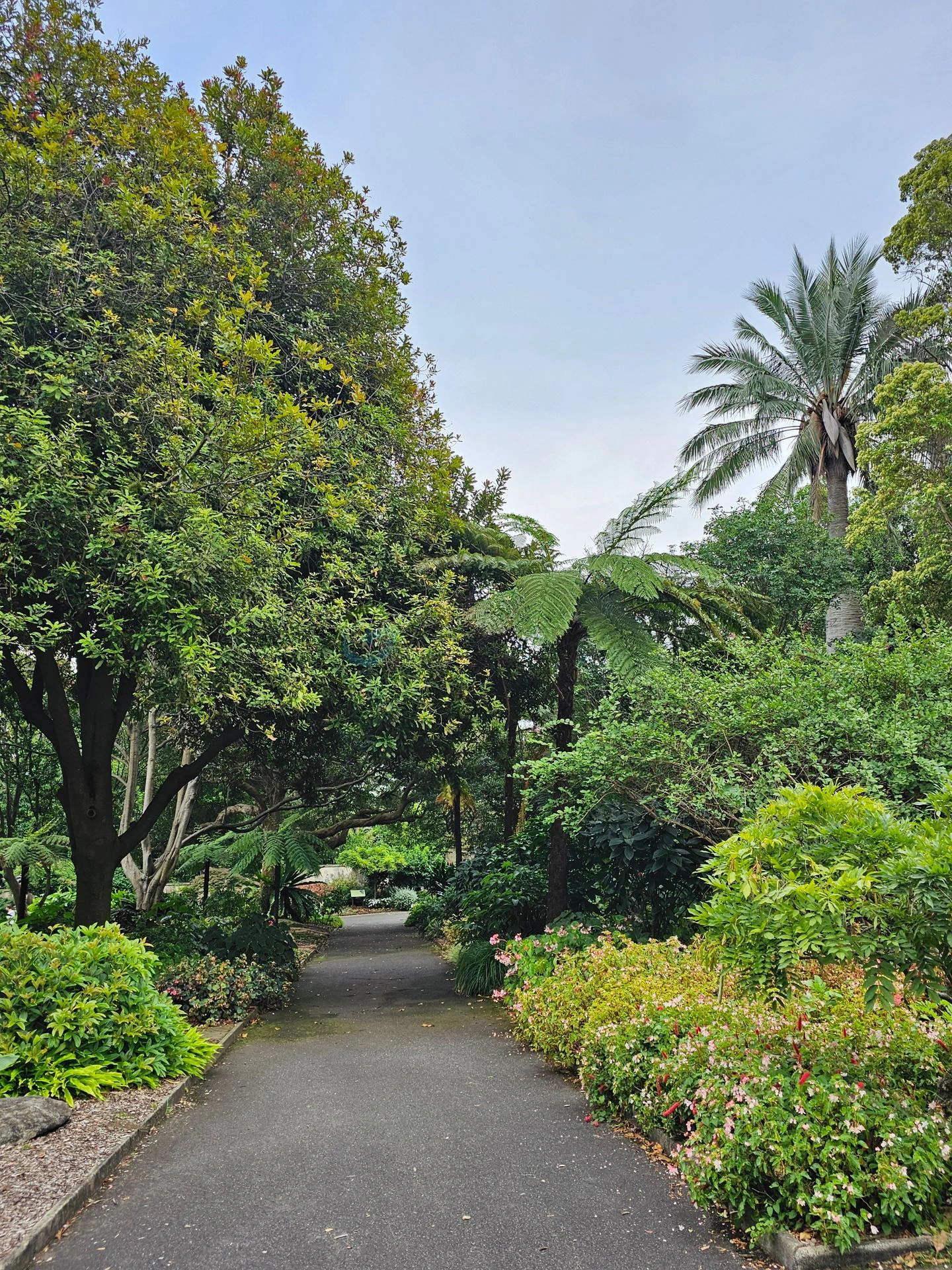 Gradina Botanica Sydney
