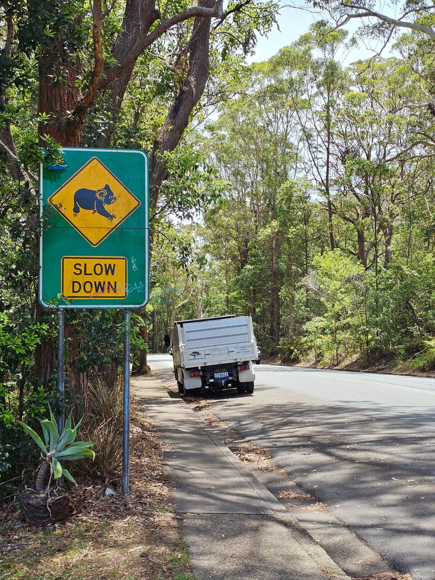 Koala Hospital
