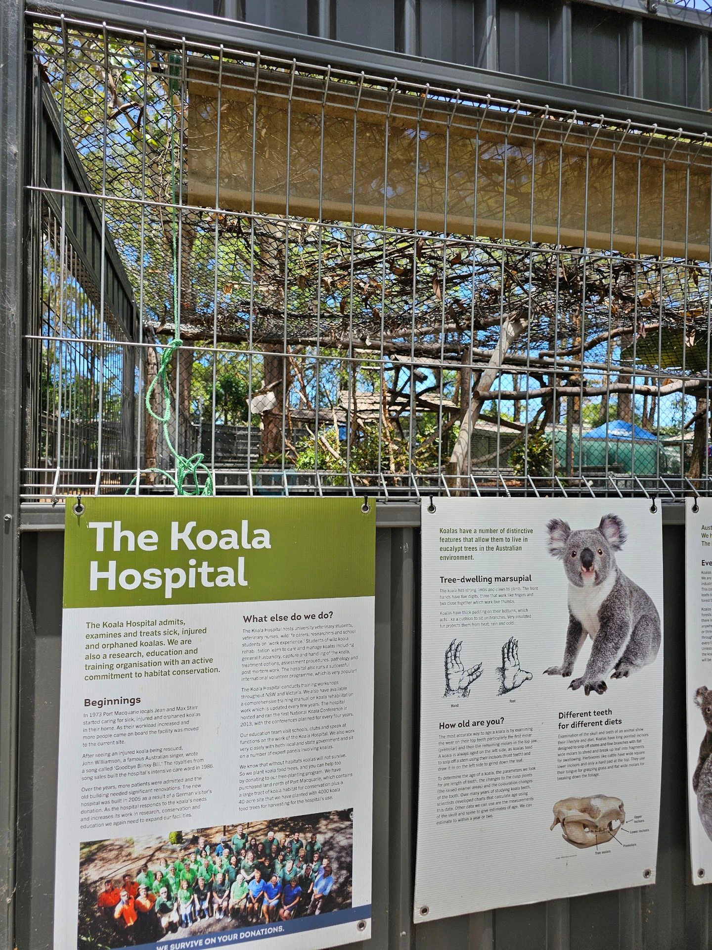 Koala Hospital