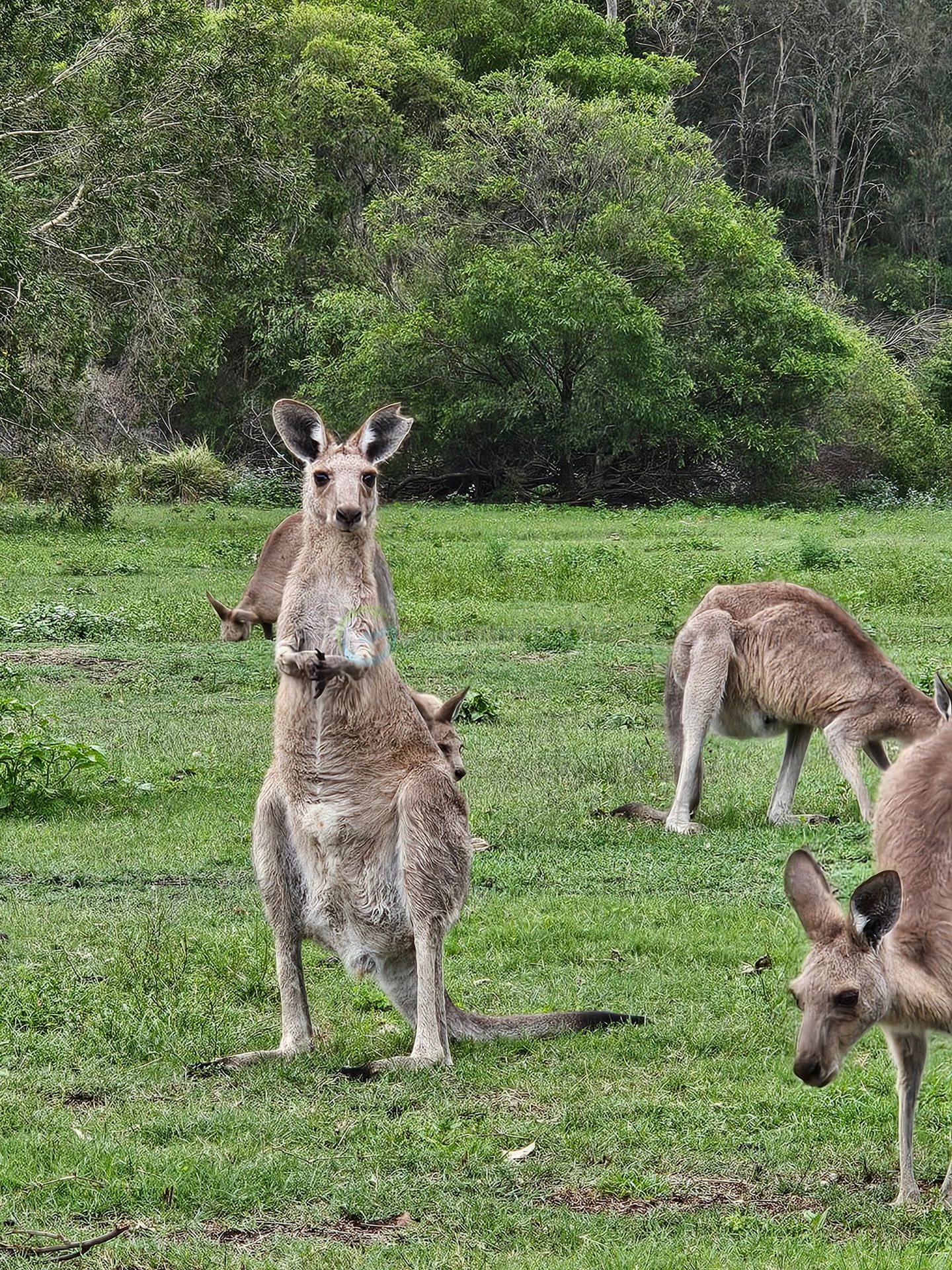 Koala Trail