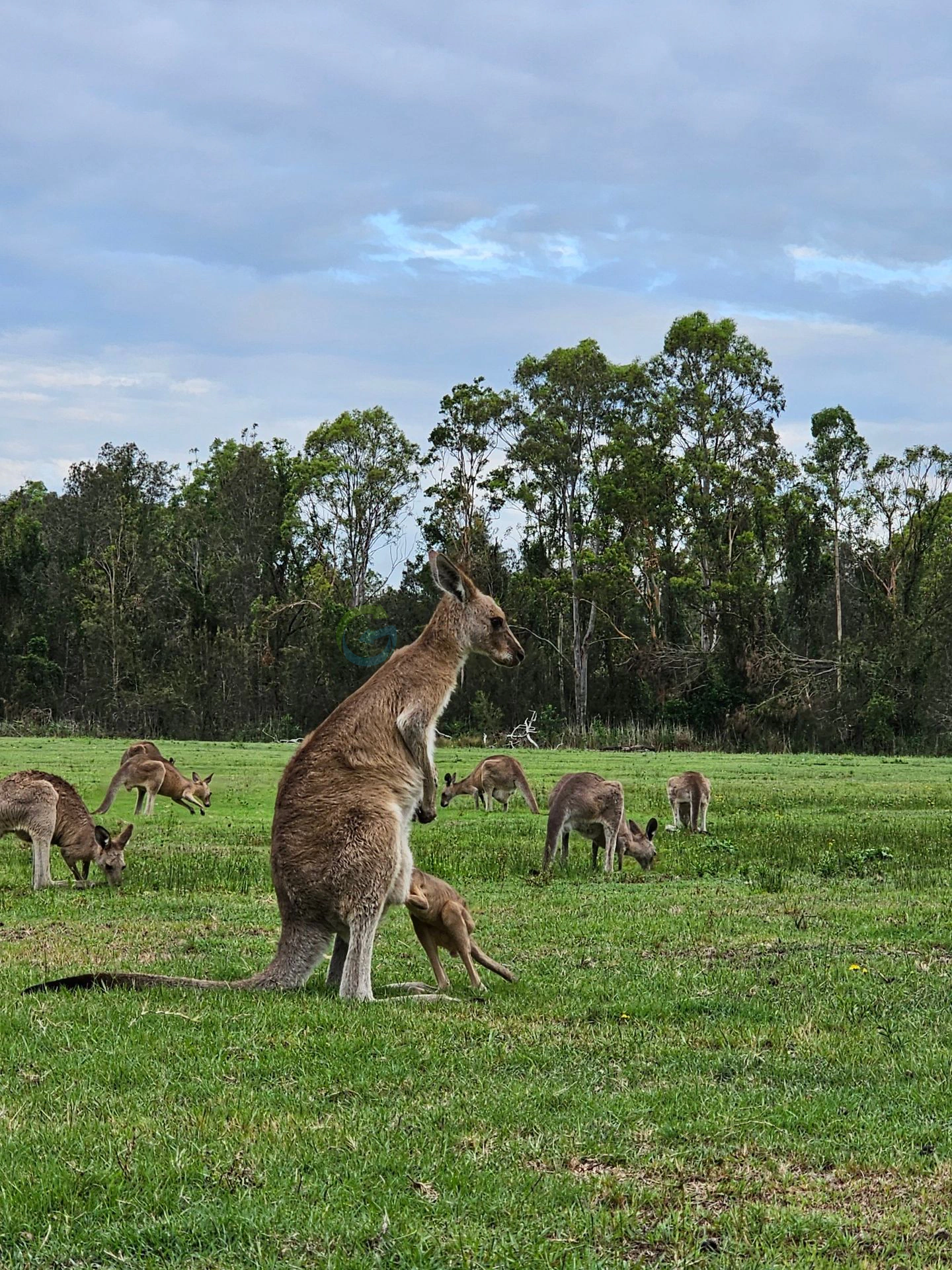 Koala Trail