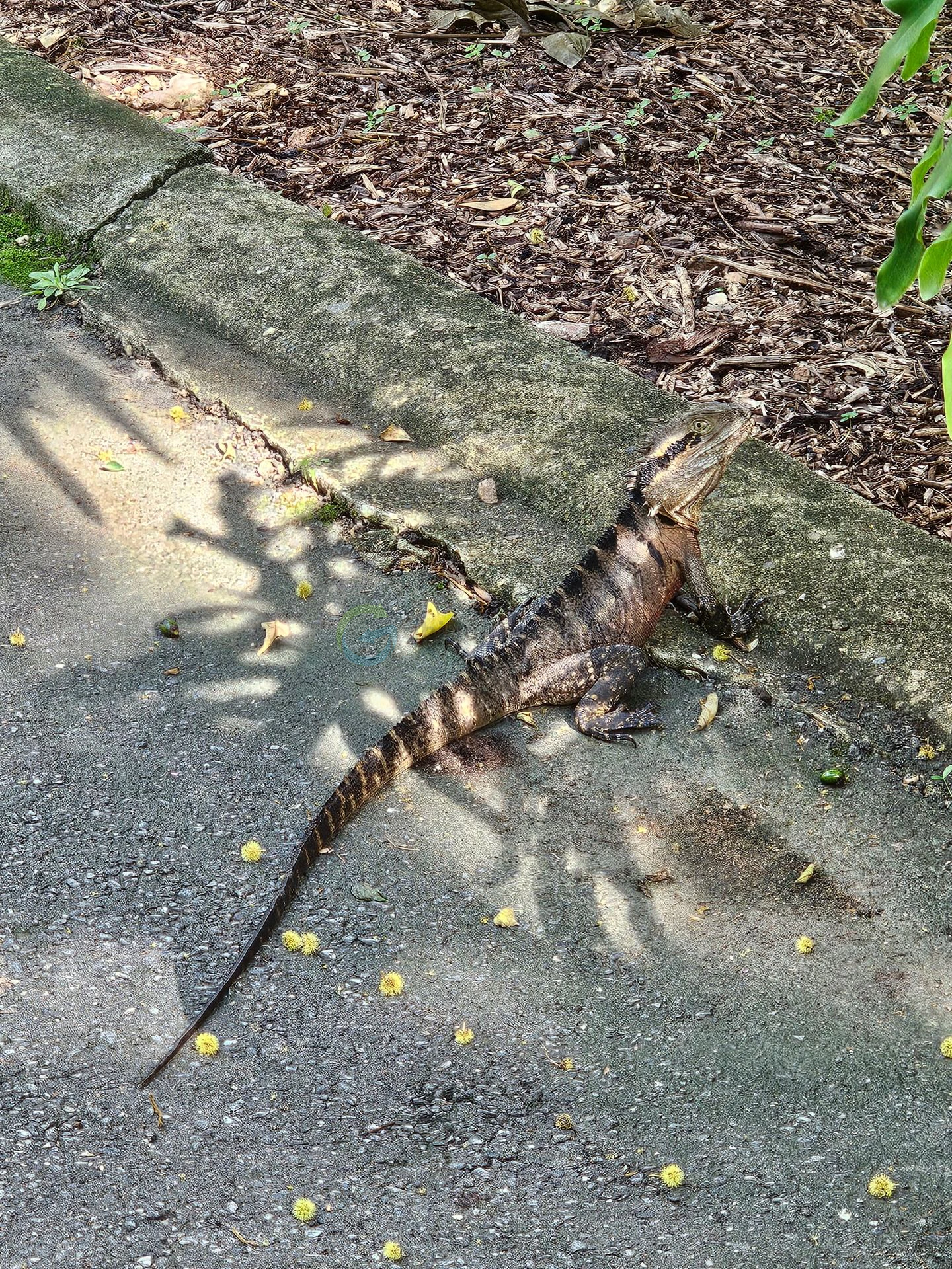 Brisbane Botanic Gardens Mt Coot-tha