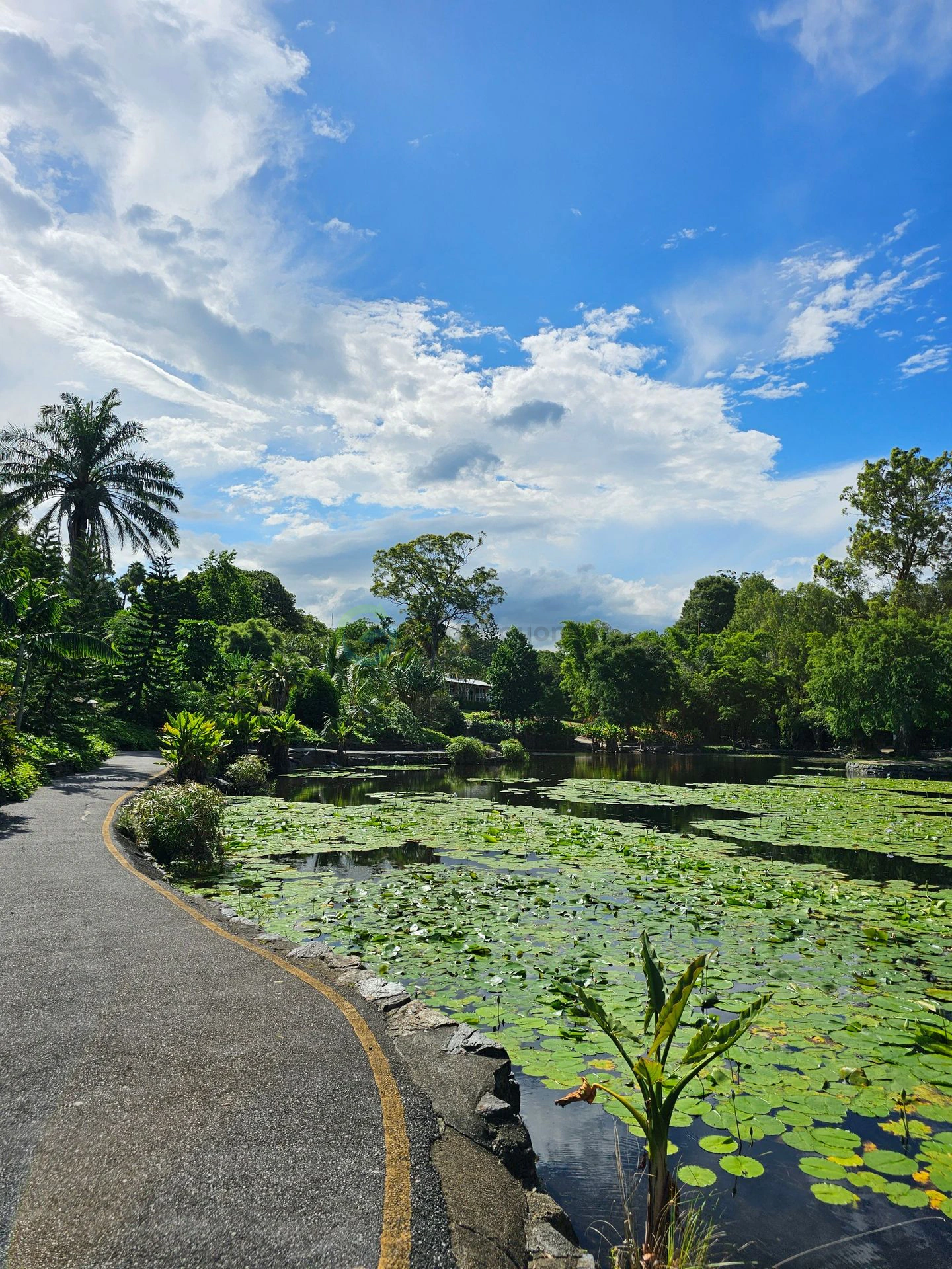 Brisbane Botanic Gardens Mt Coot-tha