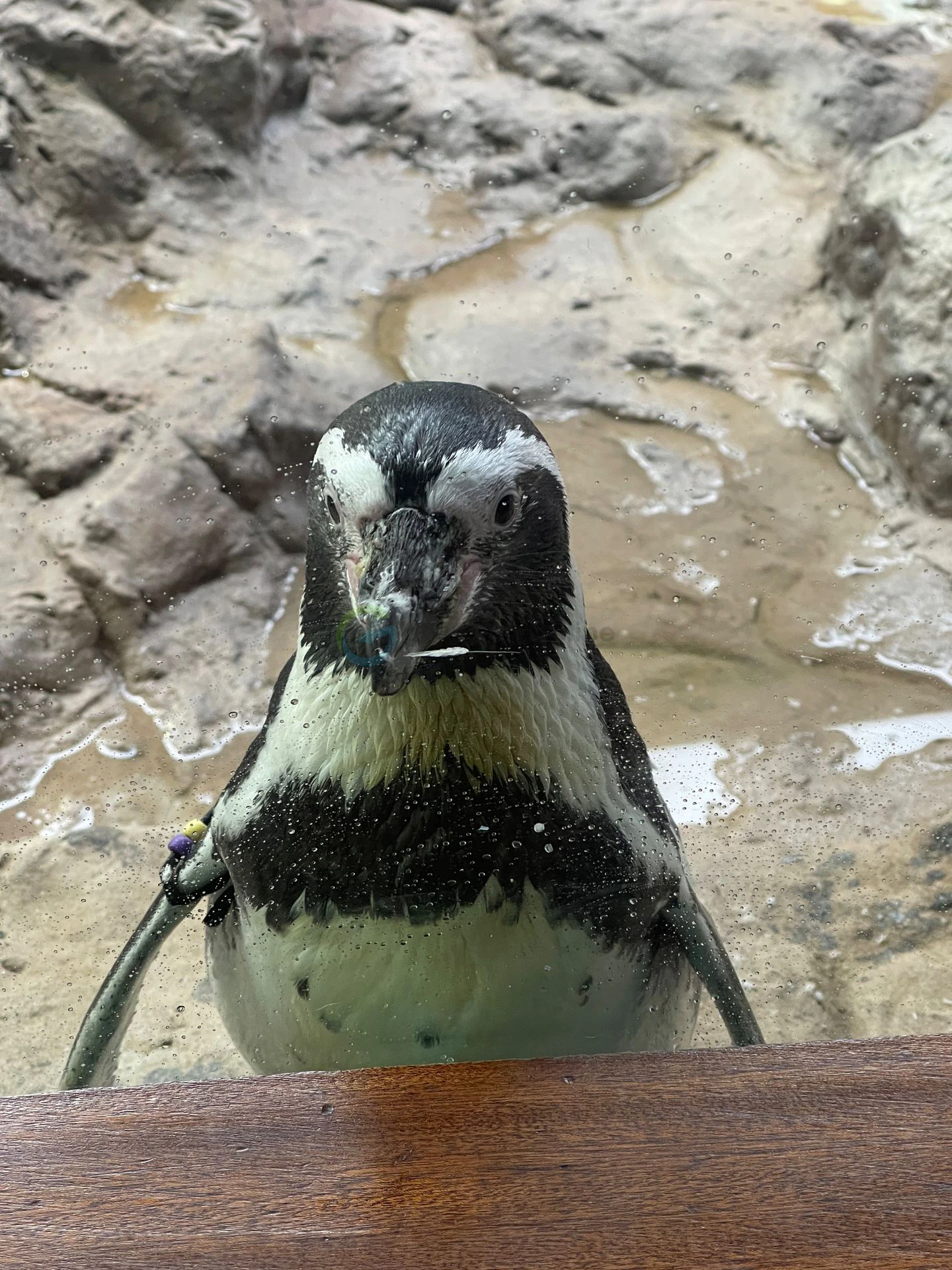 Pinguin