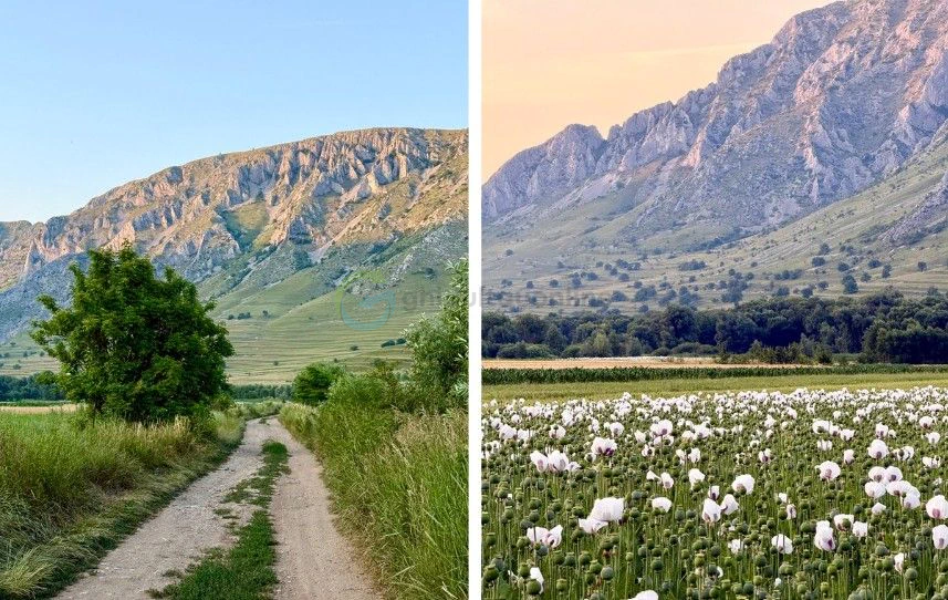 peisaje de munte si maci albi