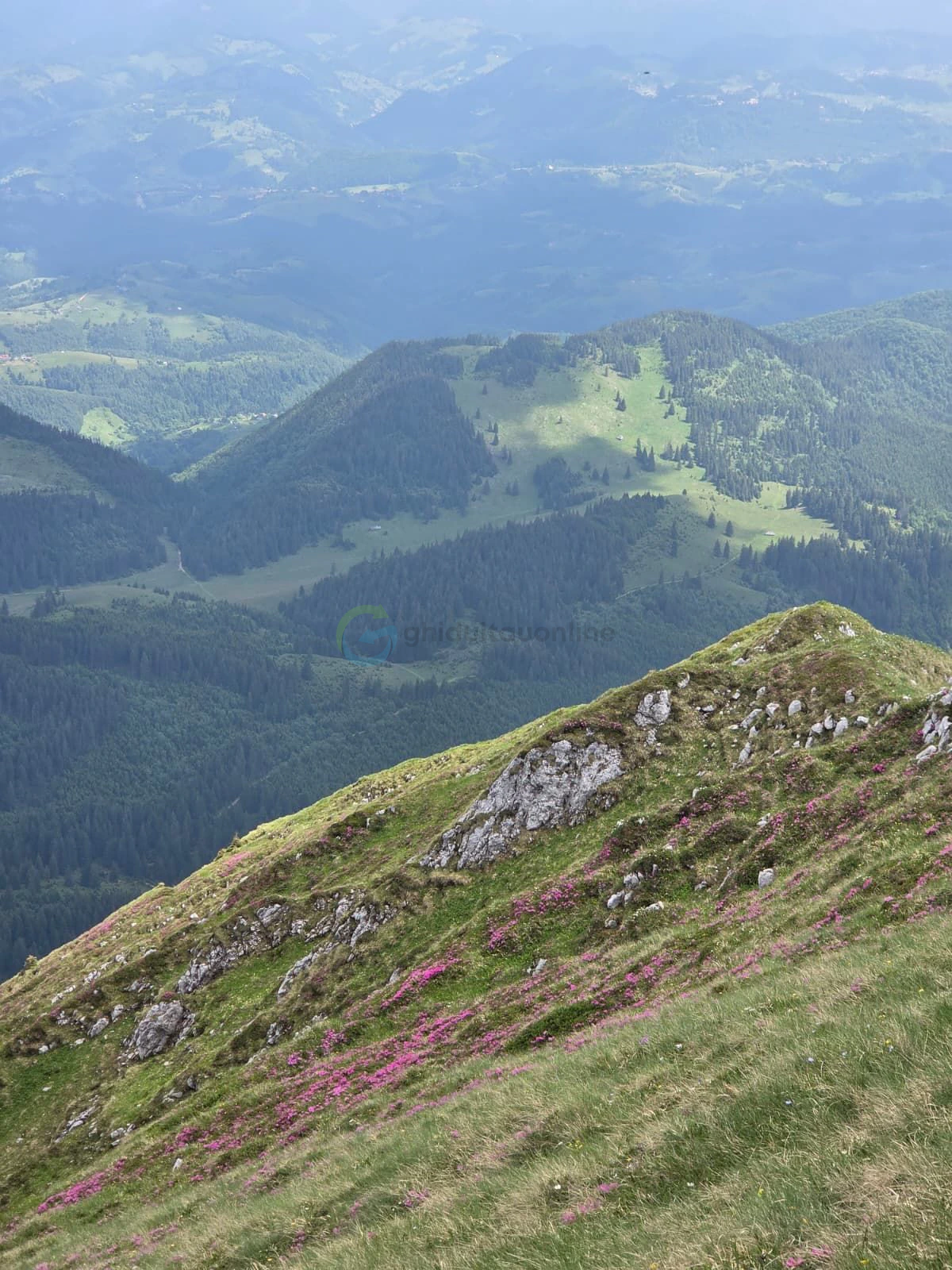 Porțiune de rododendron
