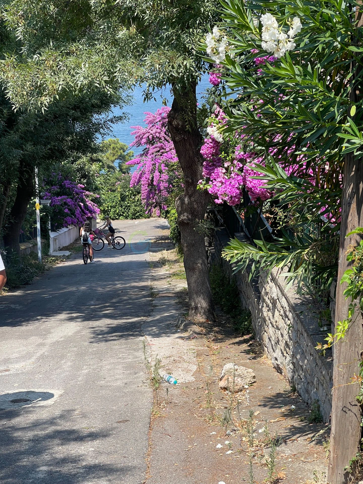 Insula