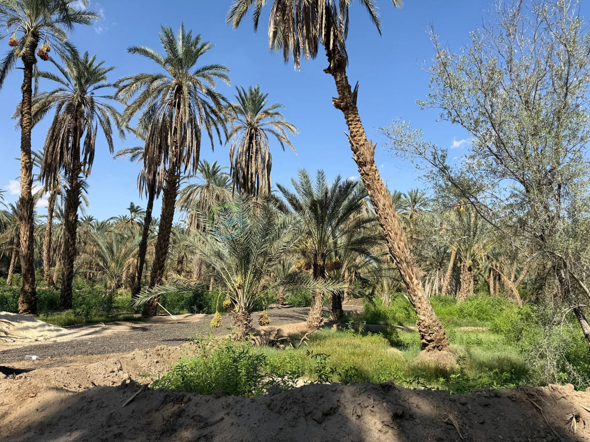 Tozeur