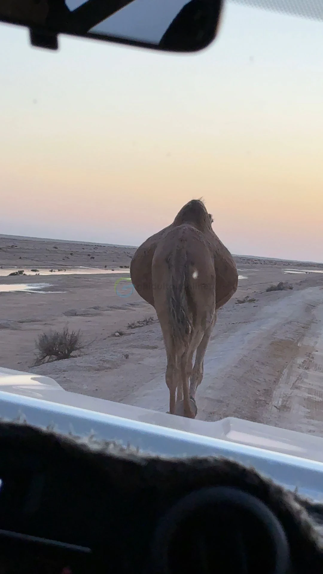 Desert